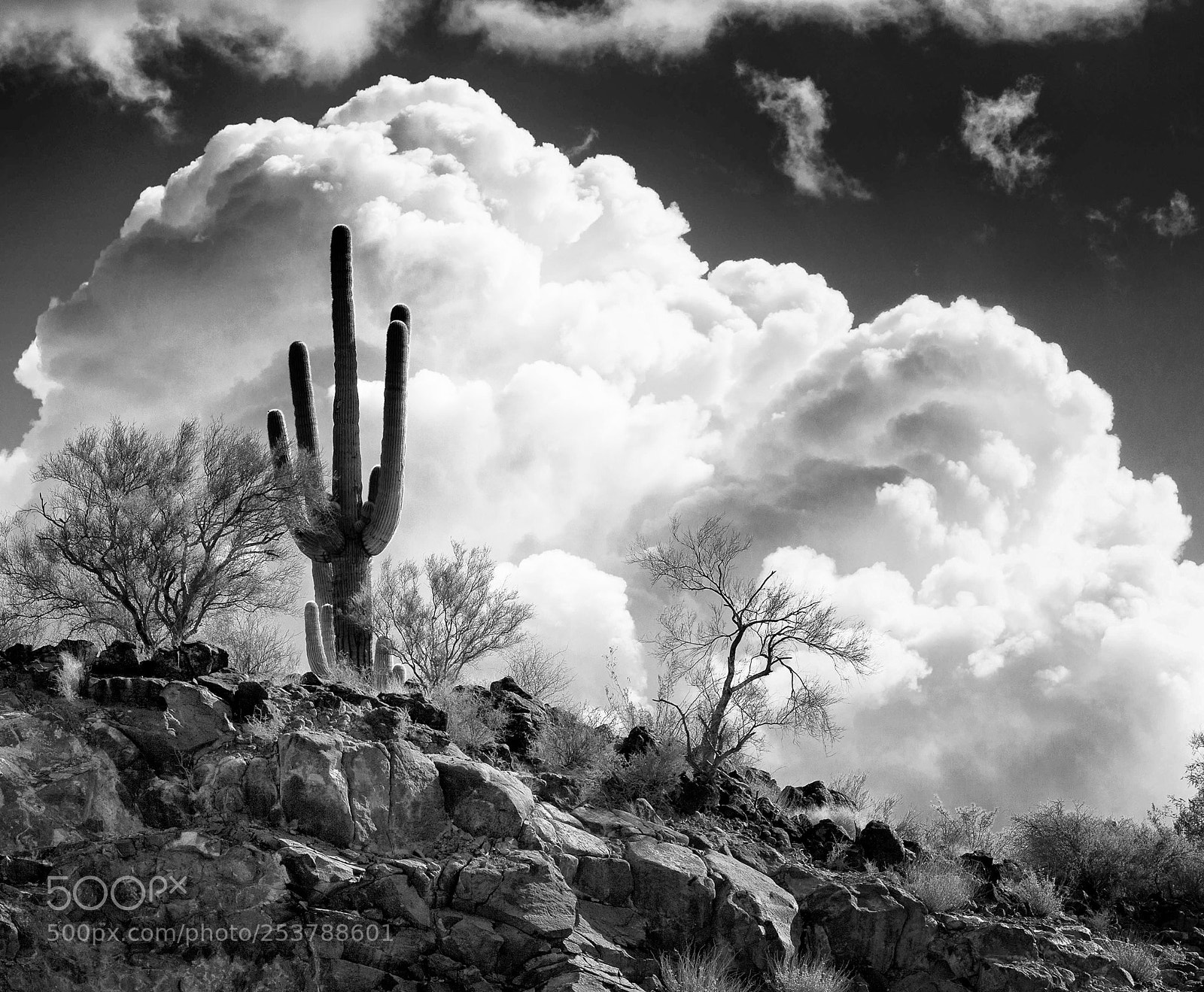 Canon EOS 5D Mark II sample photo. Saguaro sentinel photography
