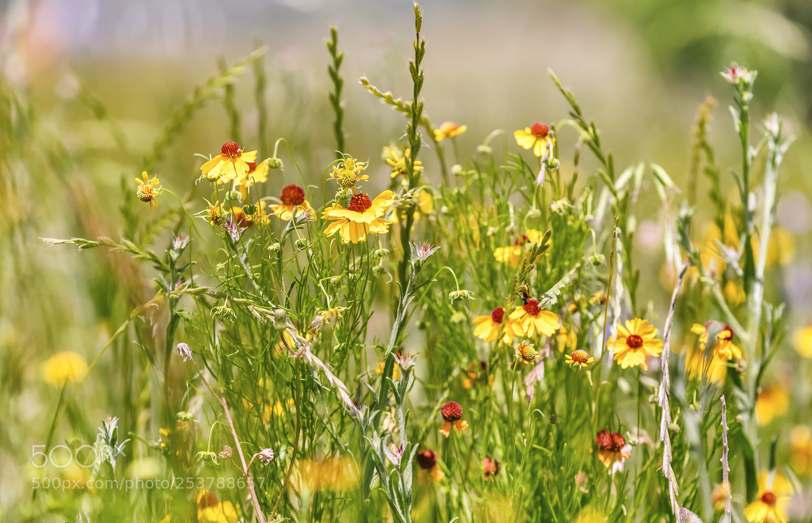Fujifilm X-T1 sample photo. Spring and flowers photography