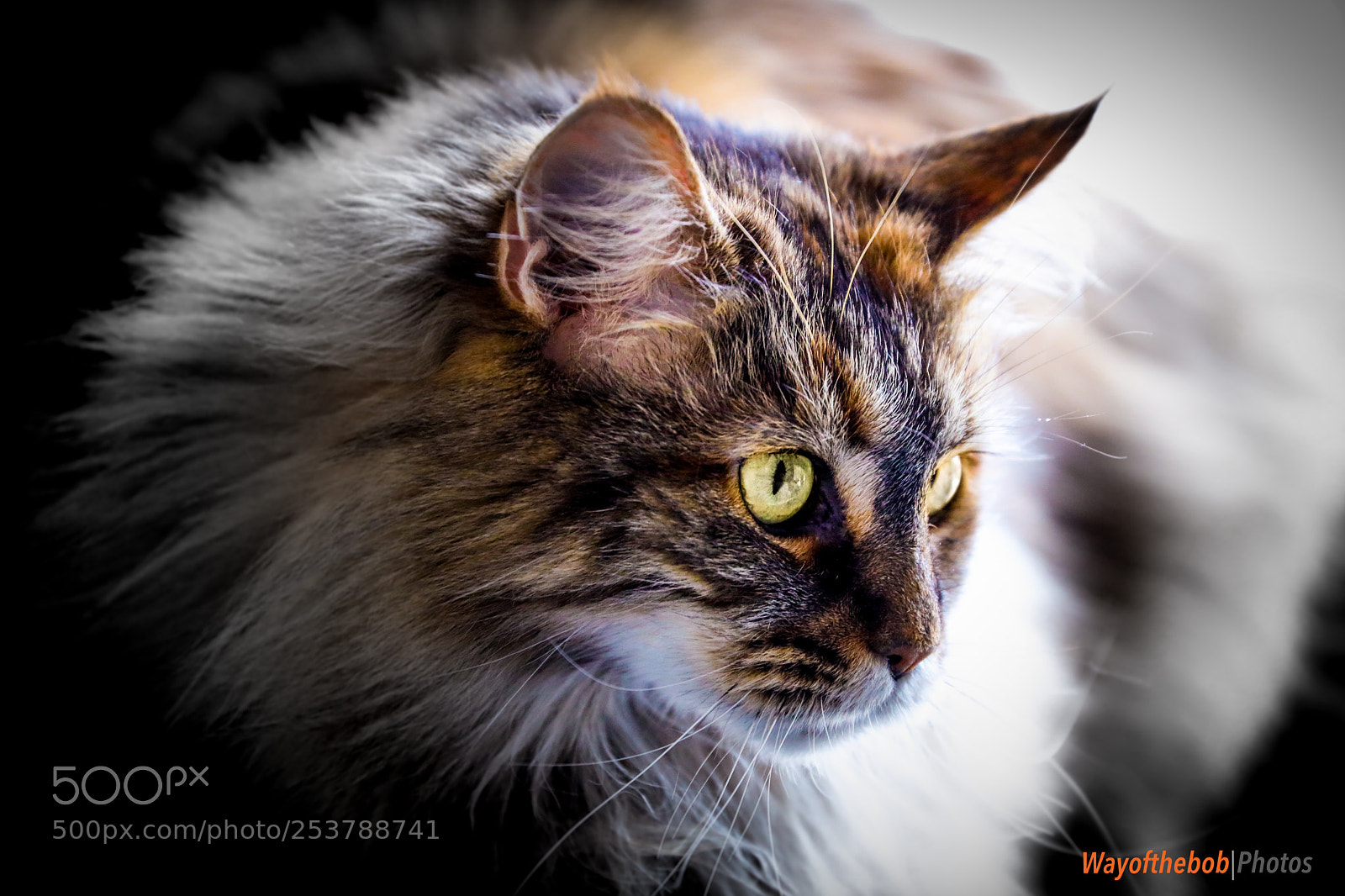 Canon EOS 5D Mark IV sample photo. Nuna poos photography