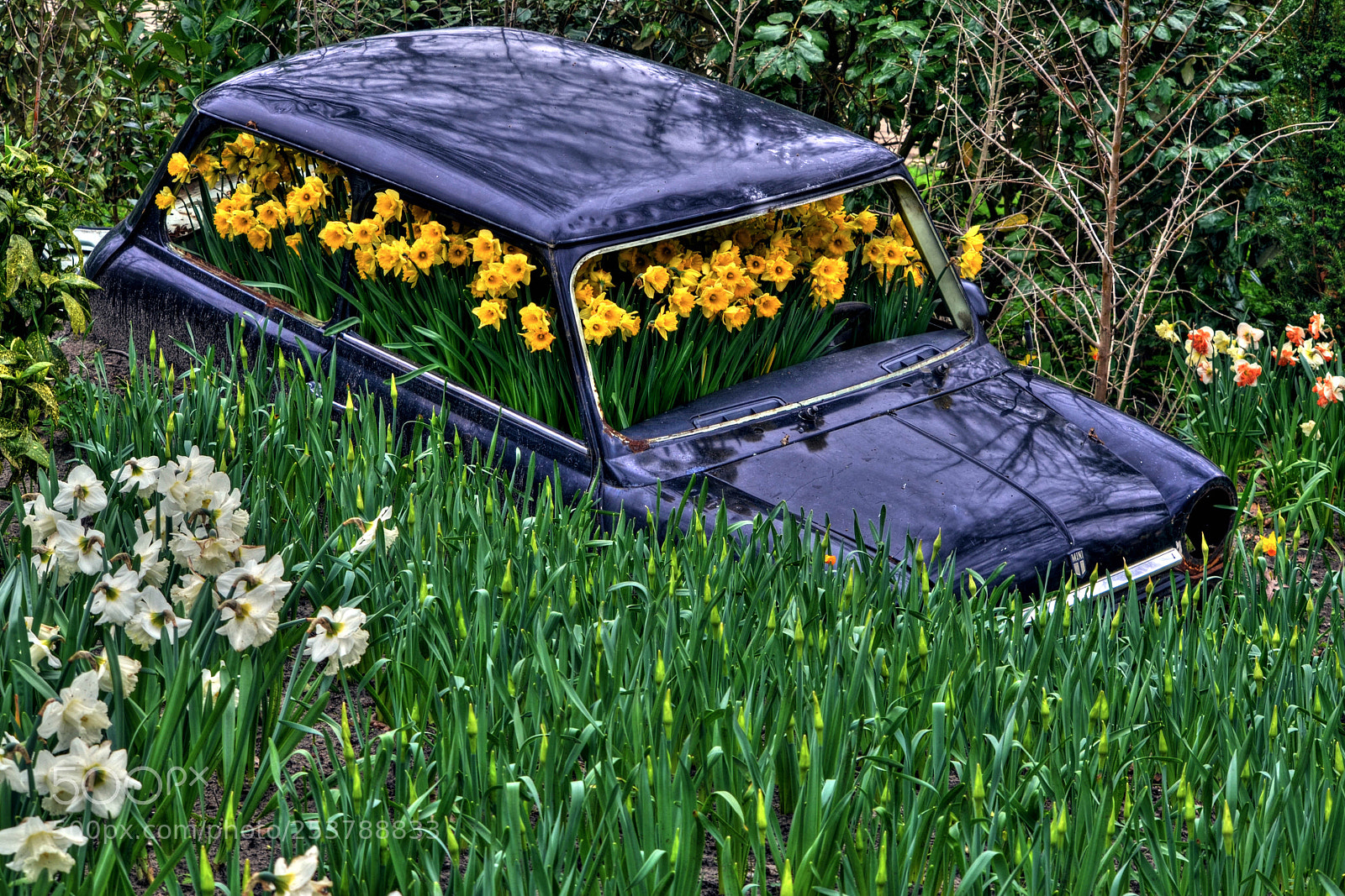 Nikon D5100 sample photo. Flowered photography