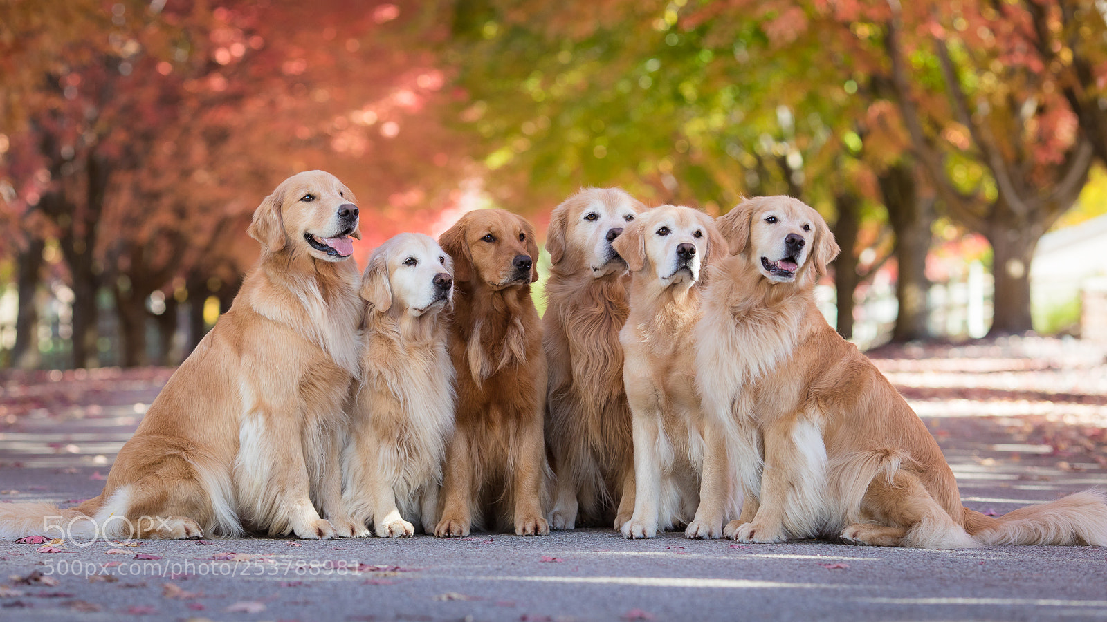 Canon EOS 5D Mark IV sample photo. Fall goldens 17 photography
