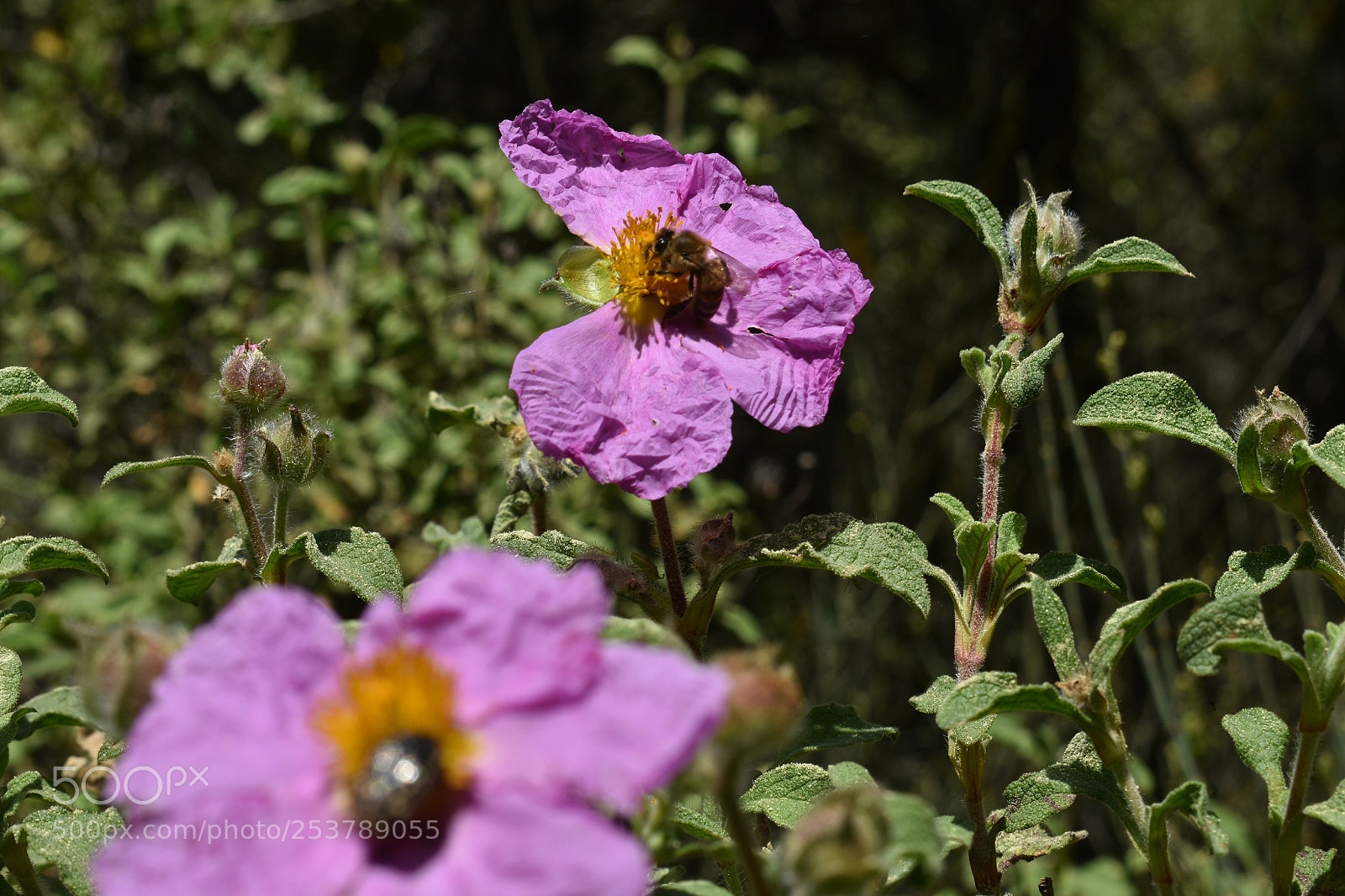 Nikon D3400 sample photo. Violet photography