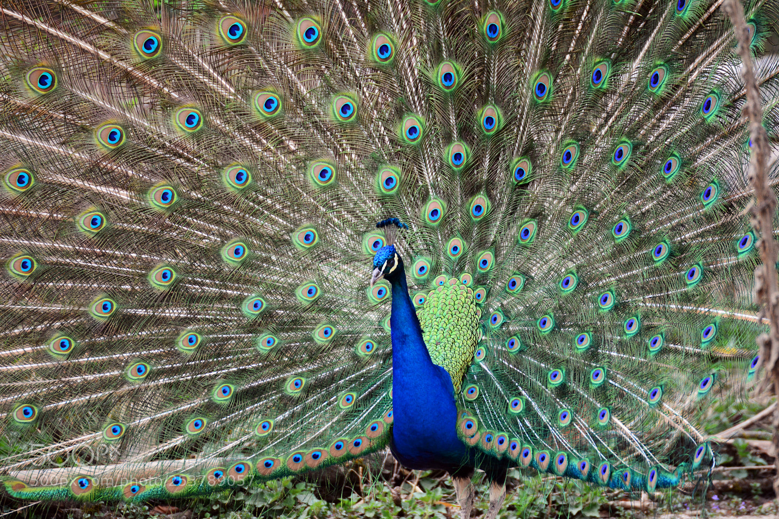 Nikon D7100 sample photo. Tierpark hellabrunn / 15.04.2017 photography