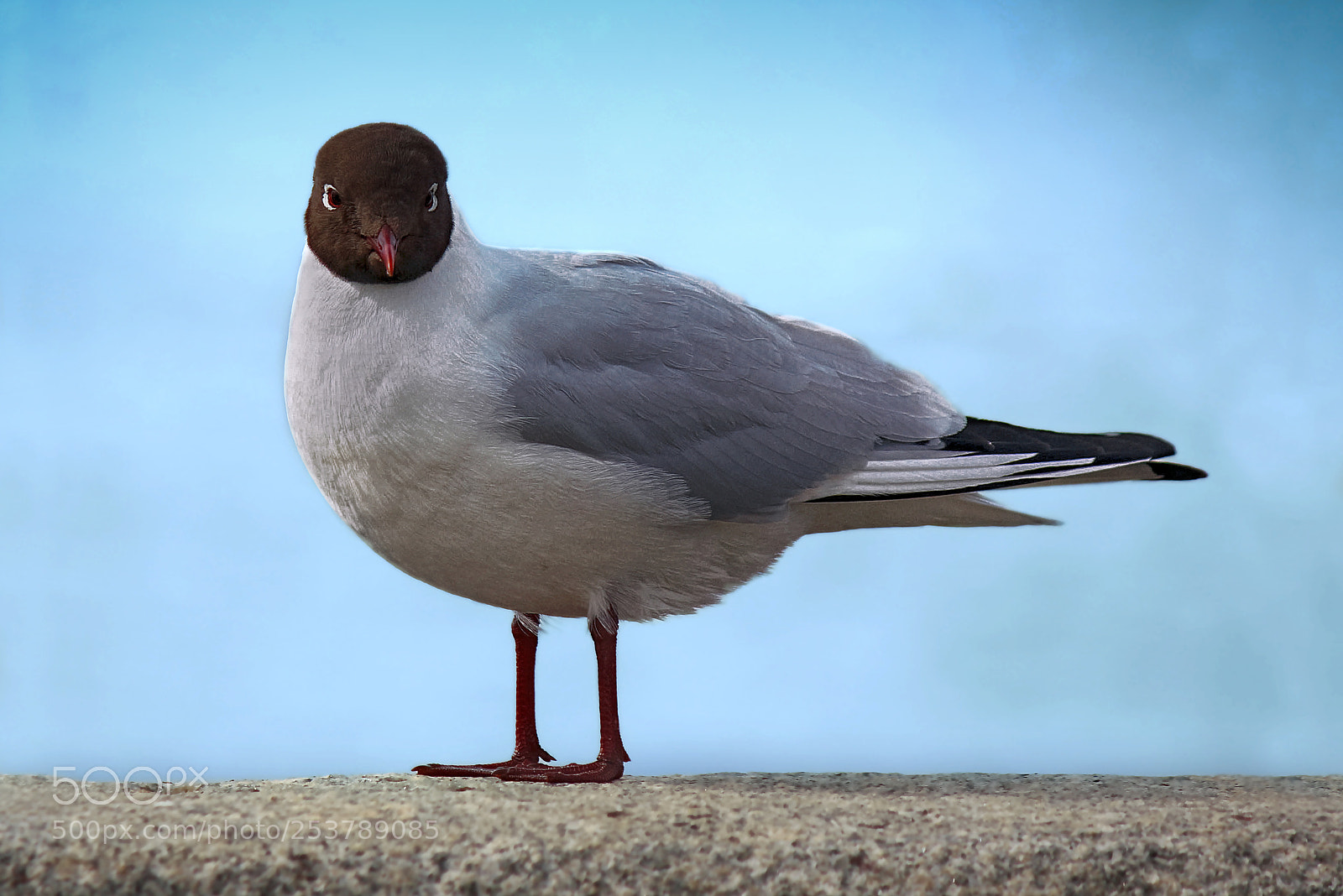 Canon EOS 550D (EOS Rebel T2i / EOS Kiss X4) sample photo. Seagull photography