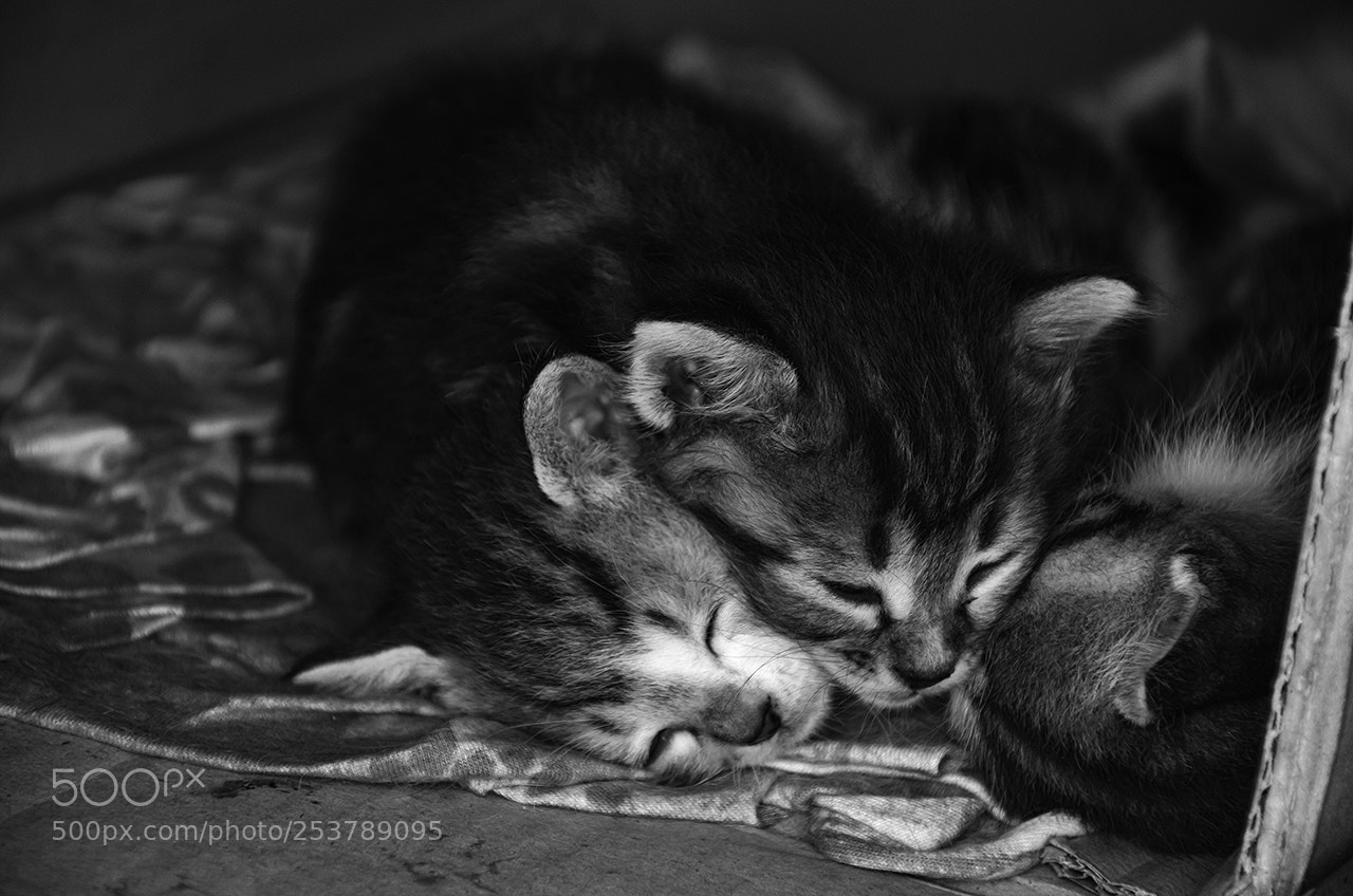 Nikon D7000 sample photo. Untitled photography