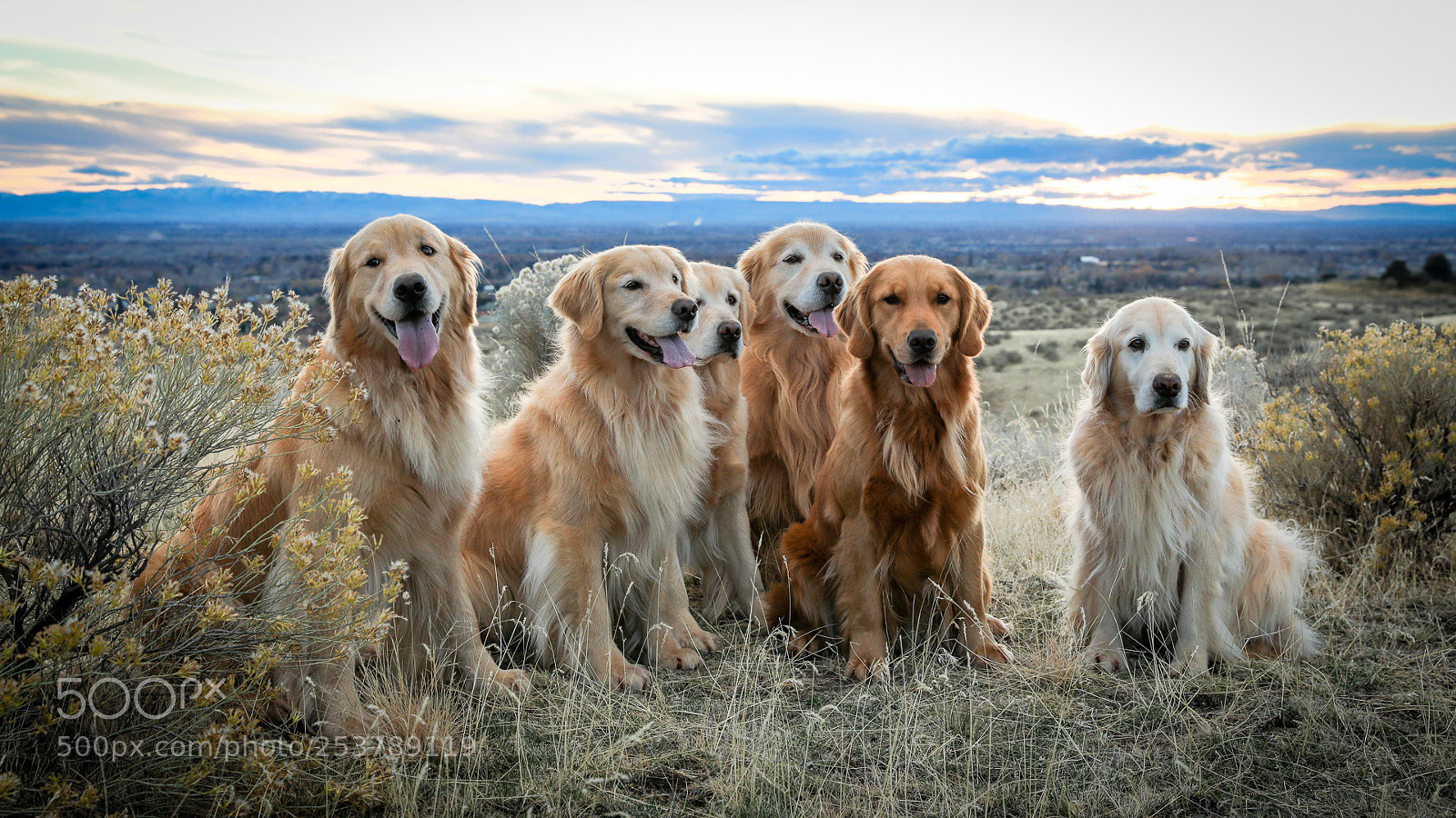 Canon EOS 5D Mark IV sample photo. Sunset goldens 17 photography