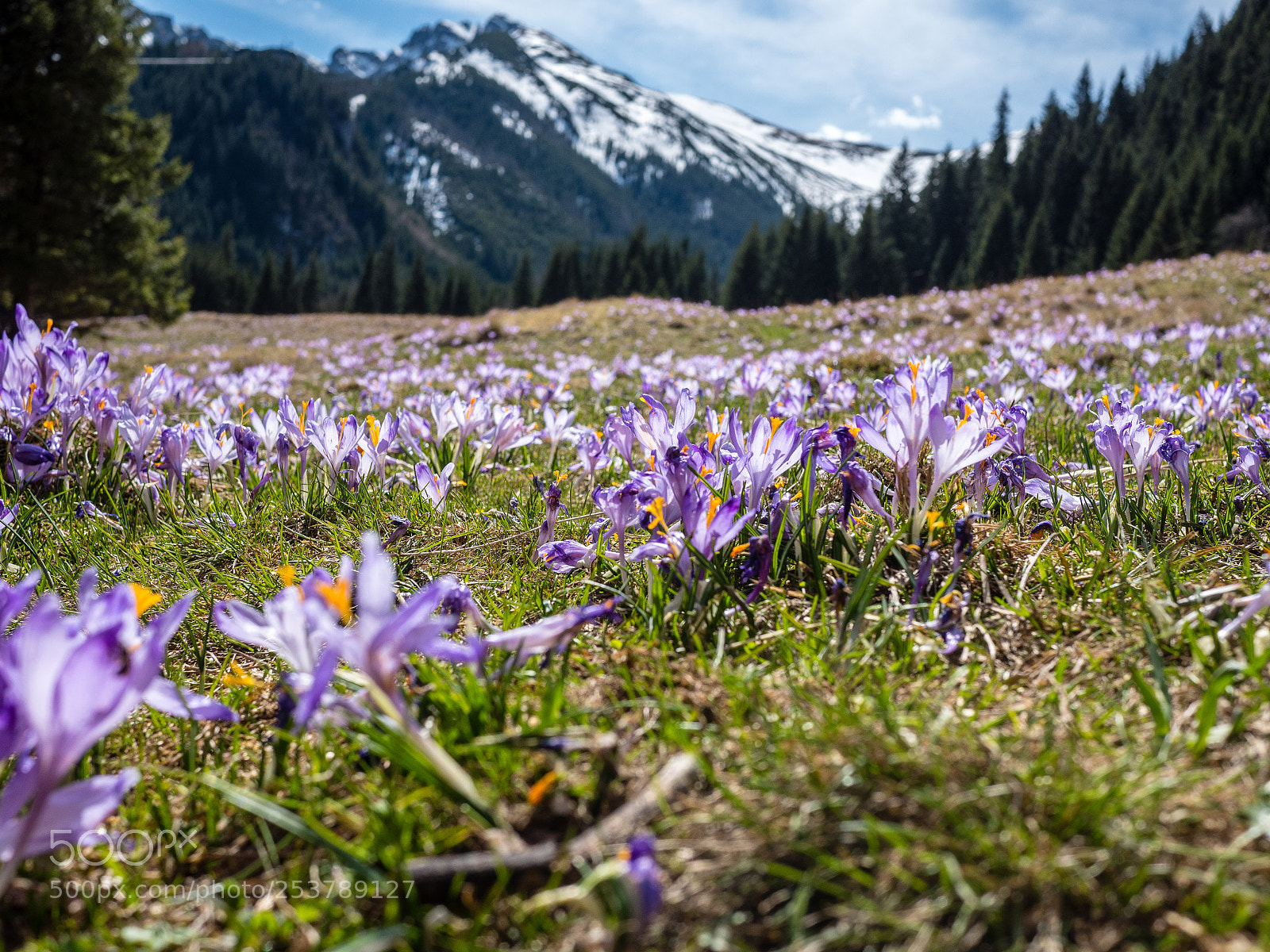 Panasonic Lumix DMC-GH4 sample photo. Zakopane krokusy photography