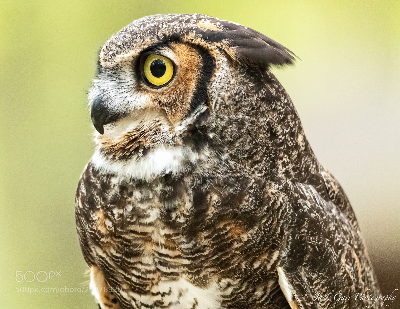 Canon EOS-1D X Mark II sample photo. Great horned owl portrait photography