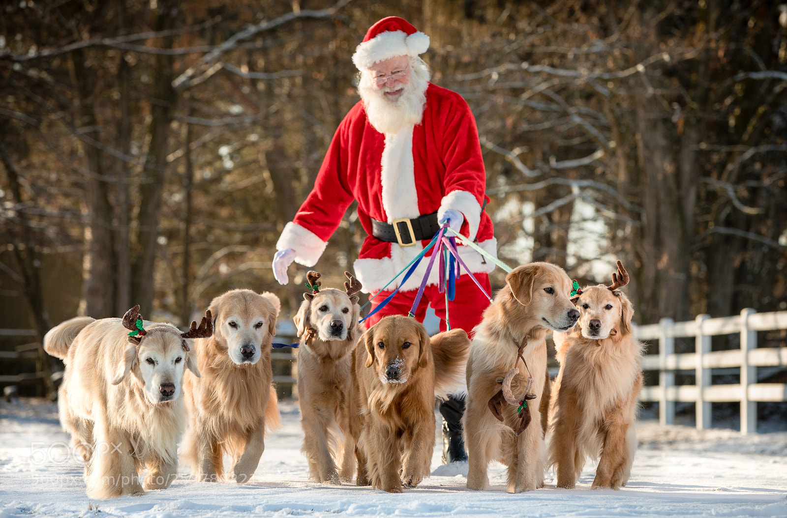 Canon EOS 5D Mark IV sample photo. Santa dogs 1 photography