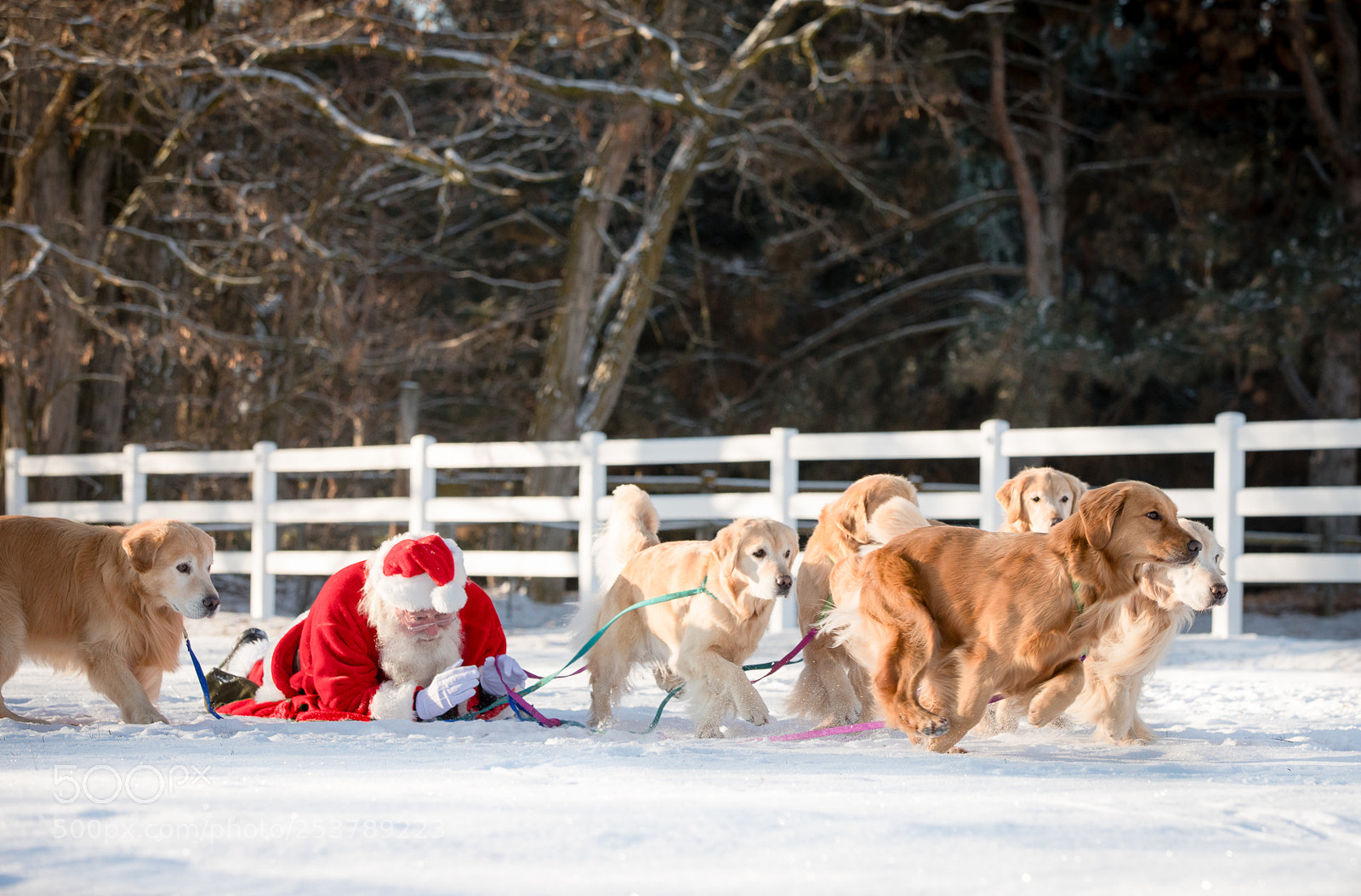Canon EOS 5D Mark IV sample photo. Santa dogs 2 photography