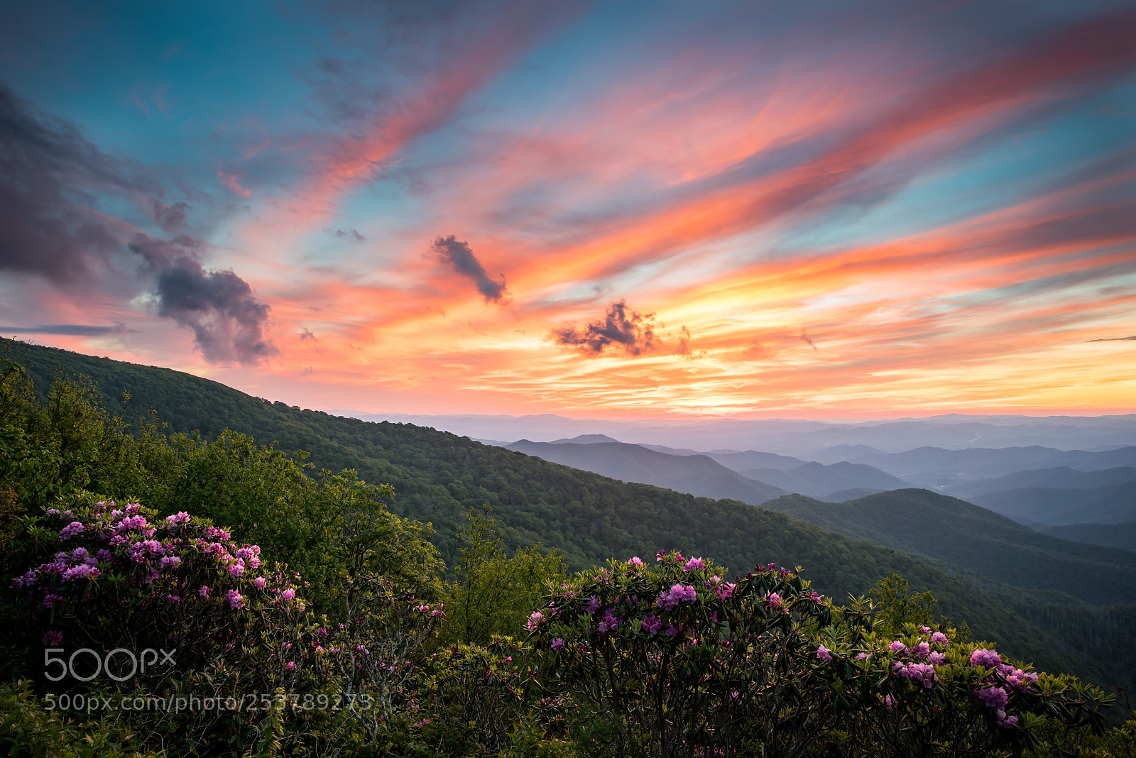 Nikon D810 sample photo. Craggy rhododendron sunset photography