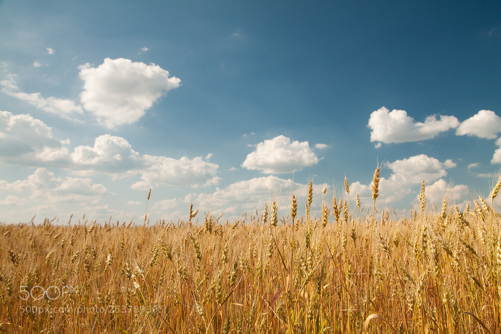 Canon EOS 50D sample photo. Field of wheat photography