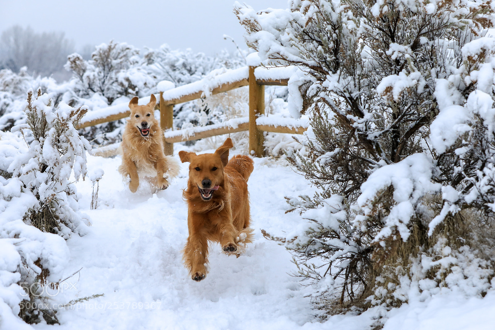 Canon EOS 5D Mark IV sample photo. Snow goldens 17a photography