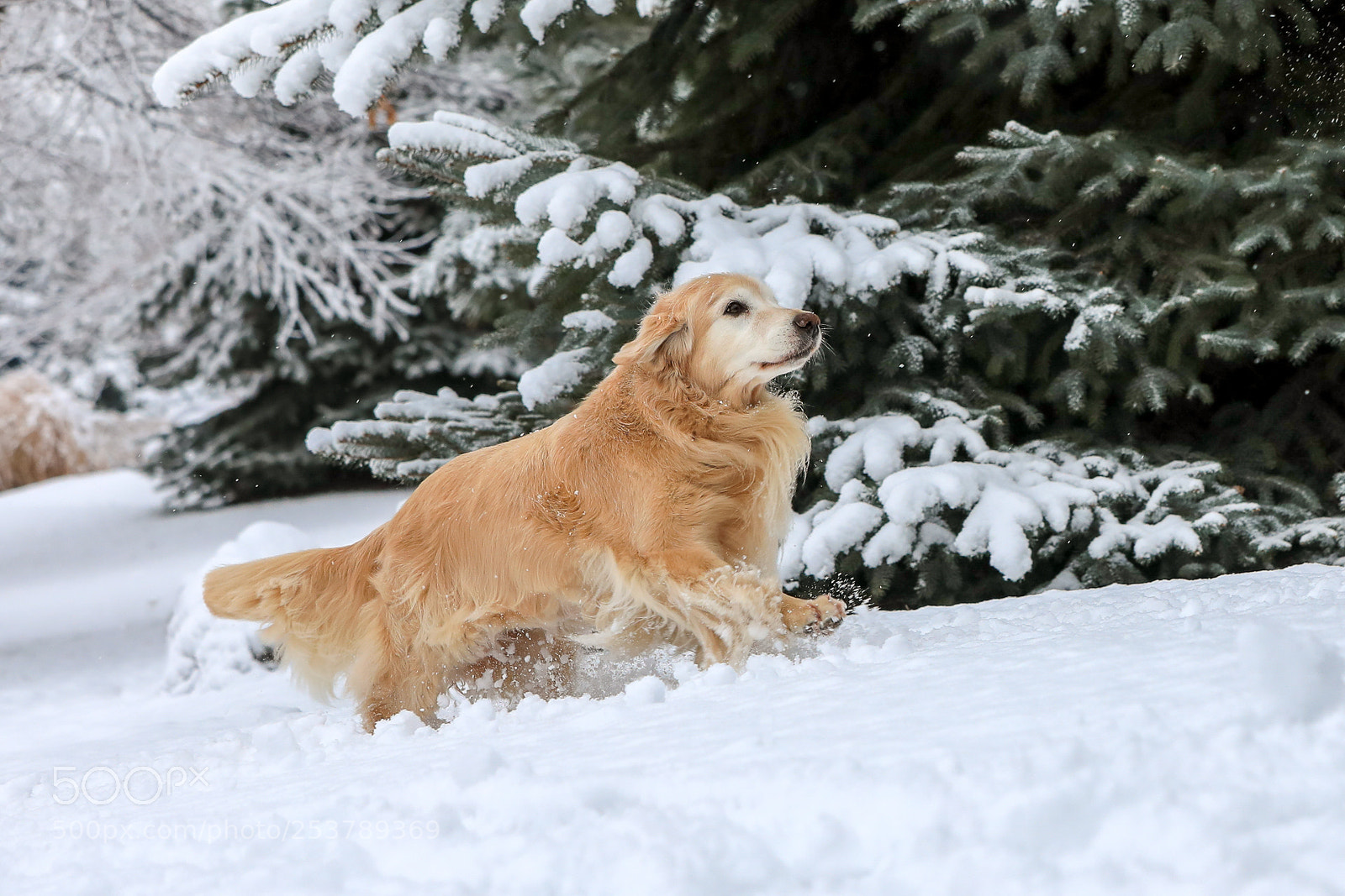 Canon EOS 5D Mark IV sample photo. Snow goldens 17b photography