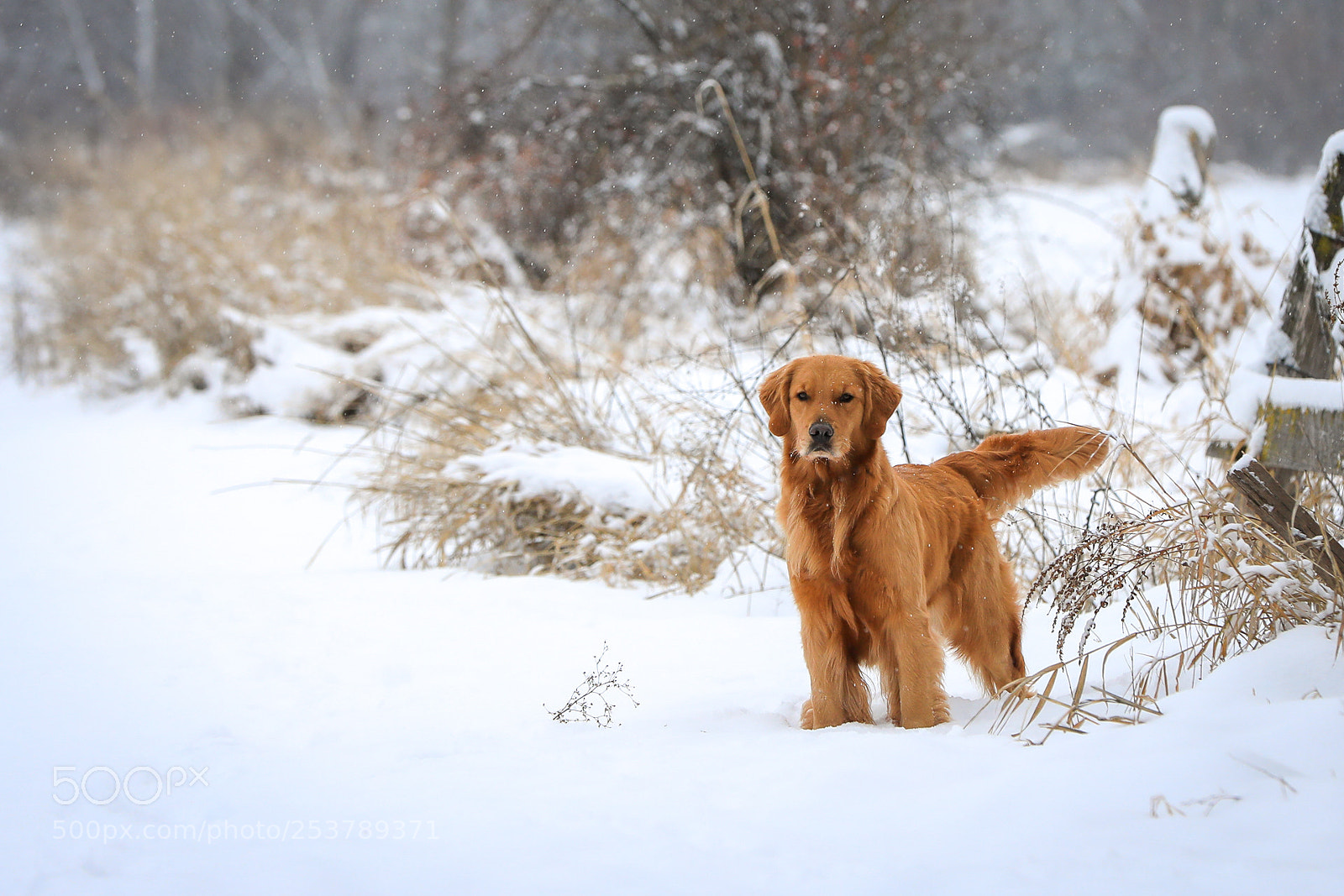Canon EOS 5D Mark IV sample photo. Snow goldens 17c photography
