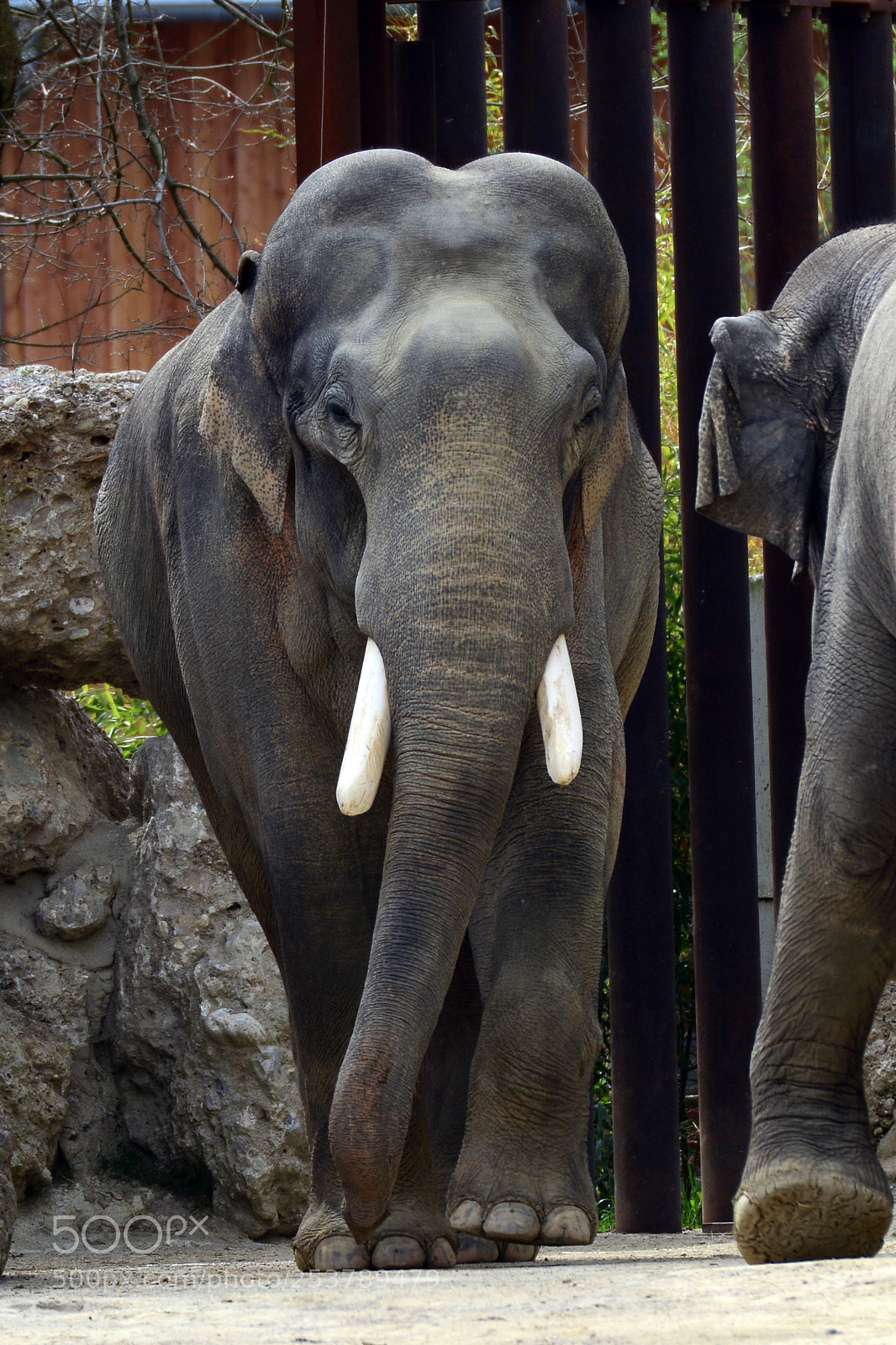 Nikon D7100 sample photo. Tierpark hellabrunn / 15.04.2017 photography