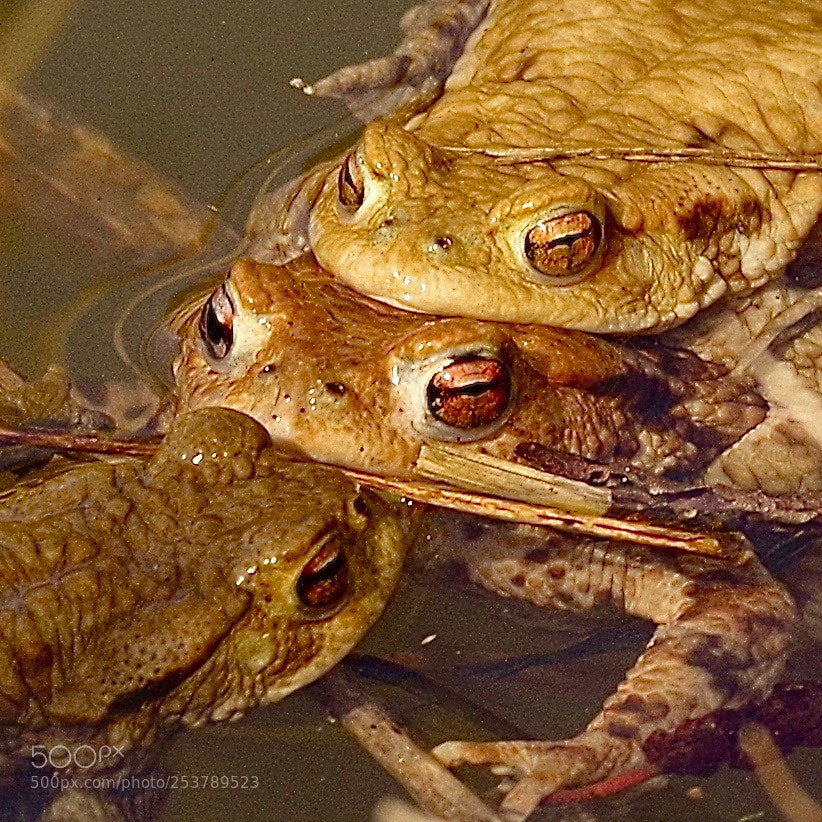 Pentax K-1 sample photo. Frog triple photography