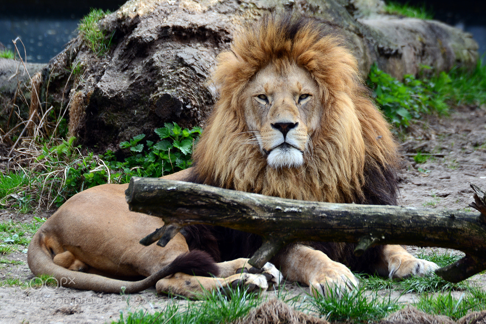Nikon D7100 sample photo. Tierpark hellabrunn / 15.04.2017 photography