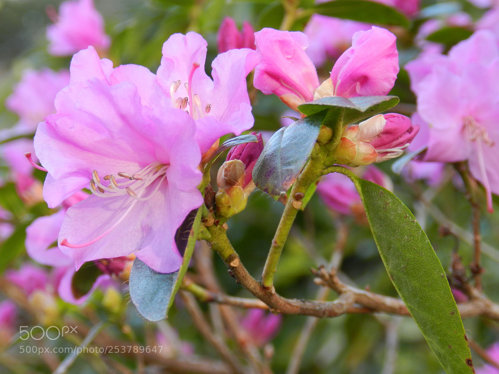 Nikon Coolpix P500 sample photo. Rosa azalee photography
