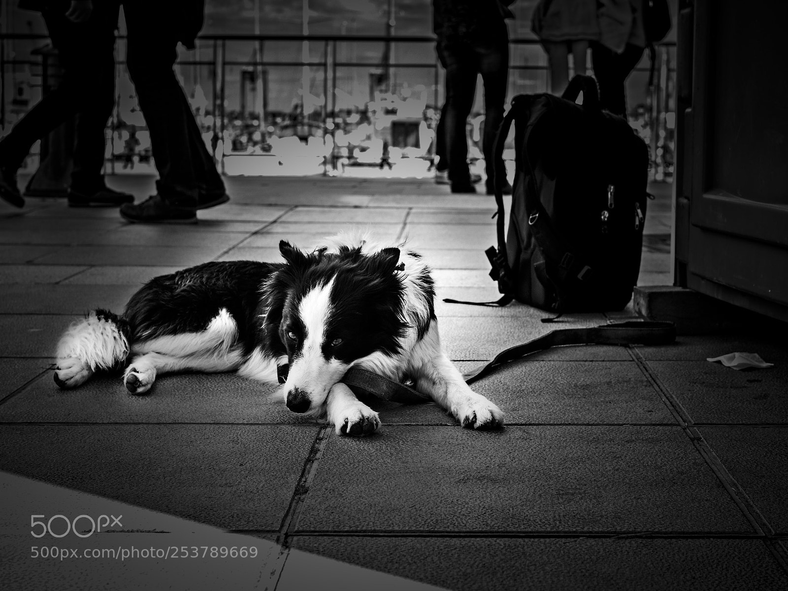 Olympus OM-D E-M10 II sample photo. Amigo fiel photography