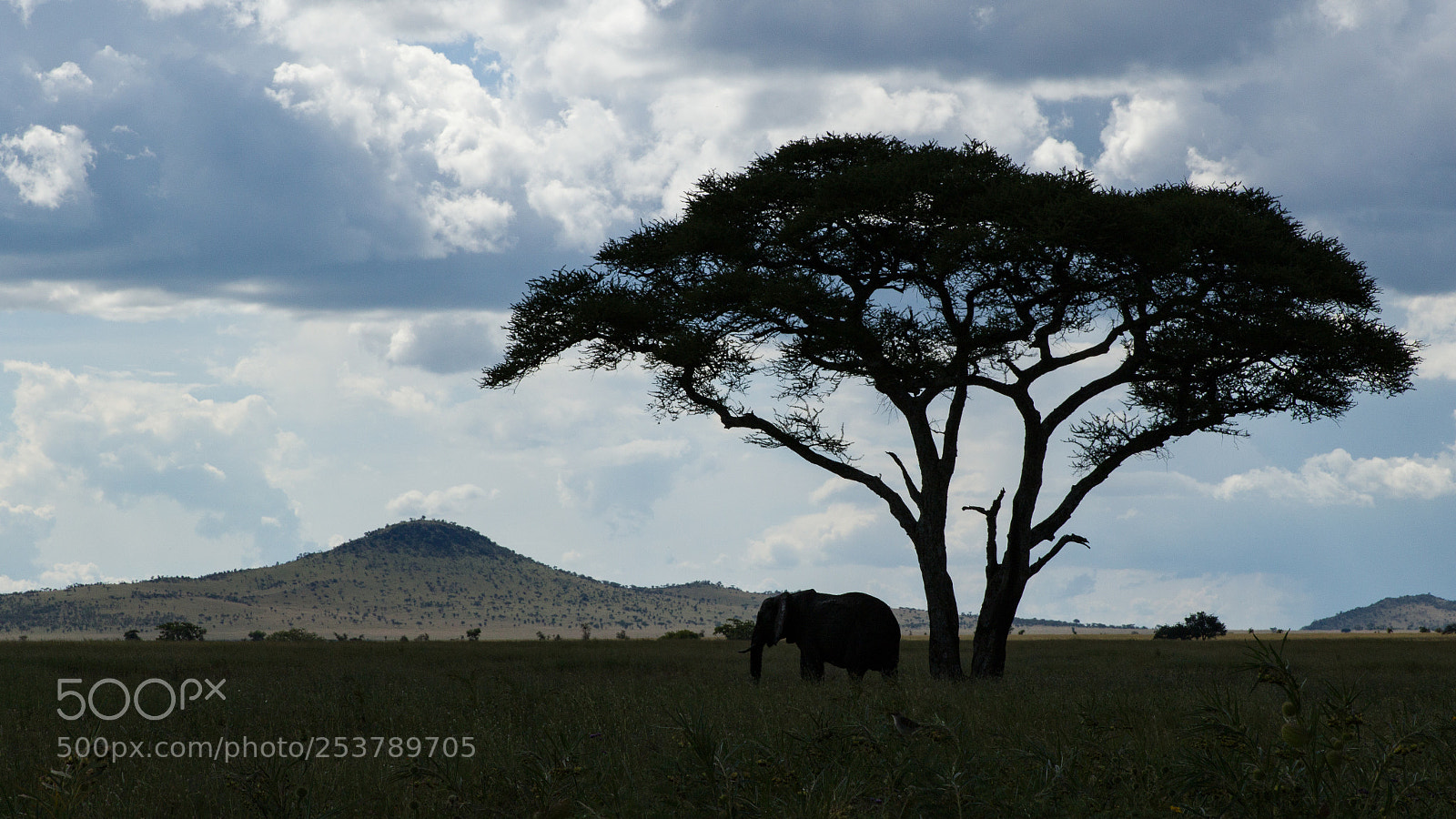 Canon EOS 7D Mark II sample photo. Typical afrika photography