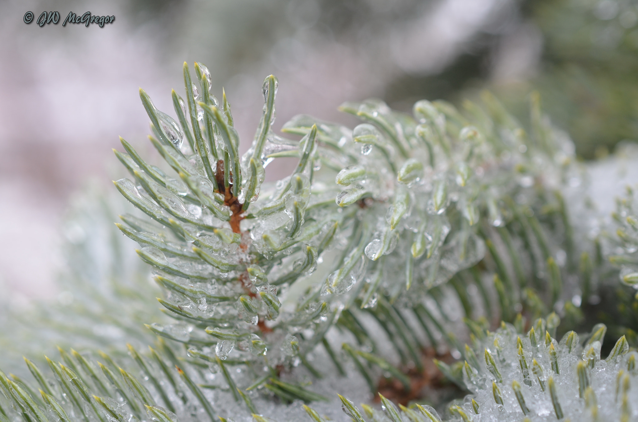 Nikon AF-S DX Micro Nikkor 40mm F2.8 sample photo. Ice storm photography