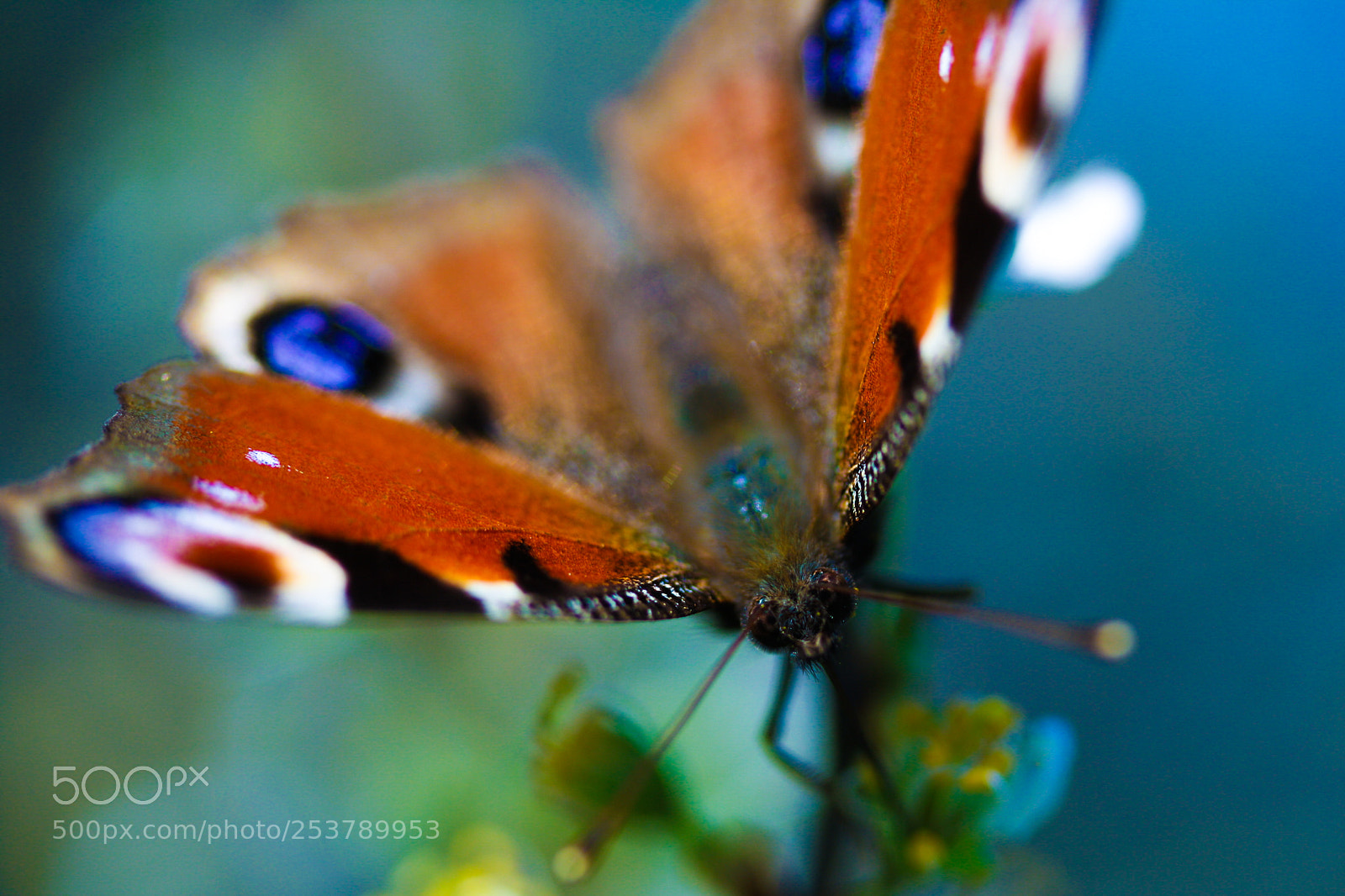 Canon EOS 1000D (EOS Digital Rebel XS / EOS Kiss F) sample photo. Butterfly photography