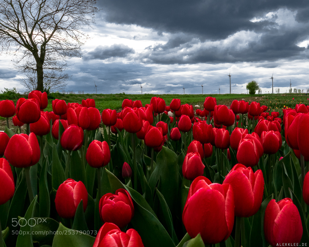 Canon EOS 7D Mark II sample photo. Tulip timelapse (instagram) photography