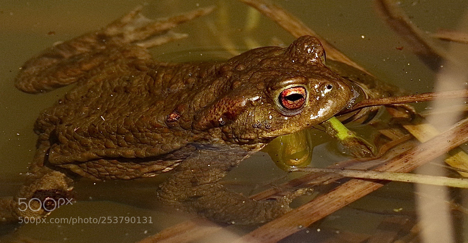 Pentax K-1 sample photo. Frog single photography