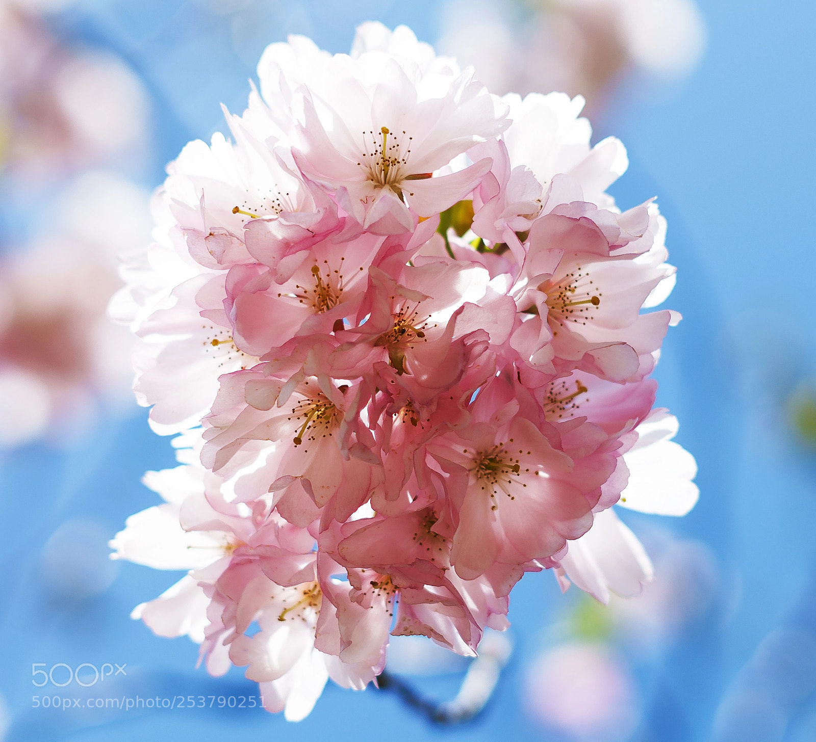 Sony a7 II sample photo. Springtime photography