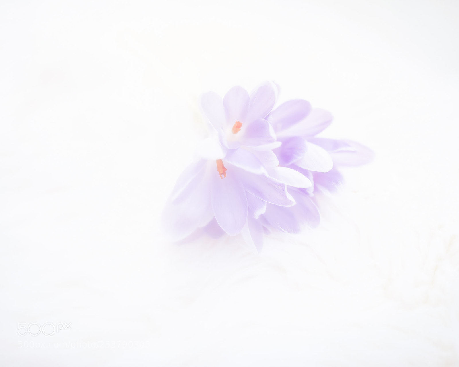 Nikon D810 sample photo. Flora photography