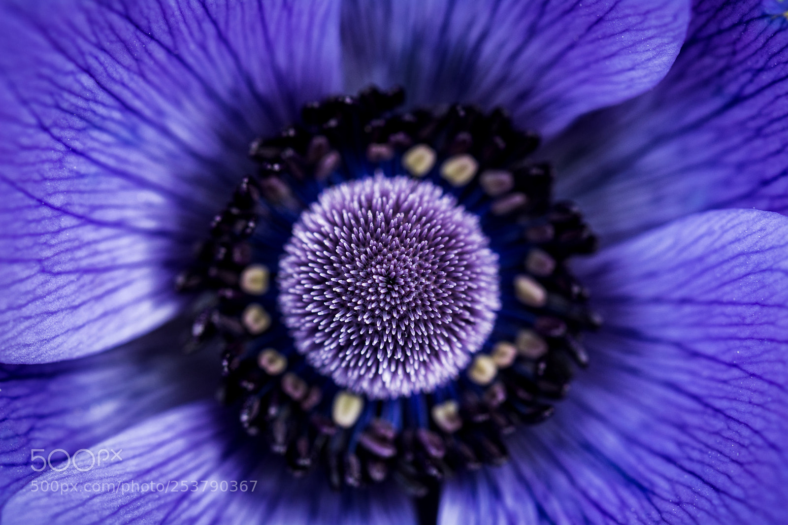 Nikon D5200 sample photo. Violet goblet photography
