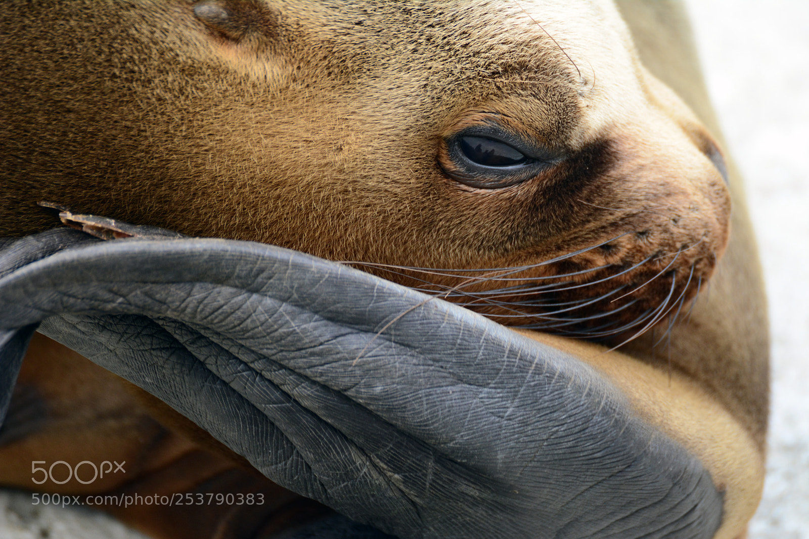 Nikon D7100 sample photo. Tierpark hellabrunn / 15.04.2017 photography