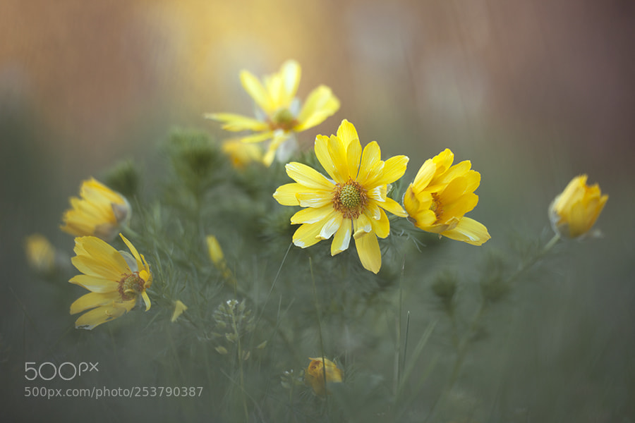 Canon EOS 5D Mark II sample photo. *** photography
