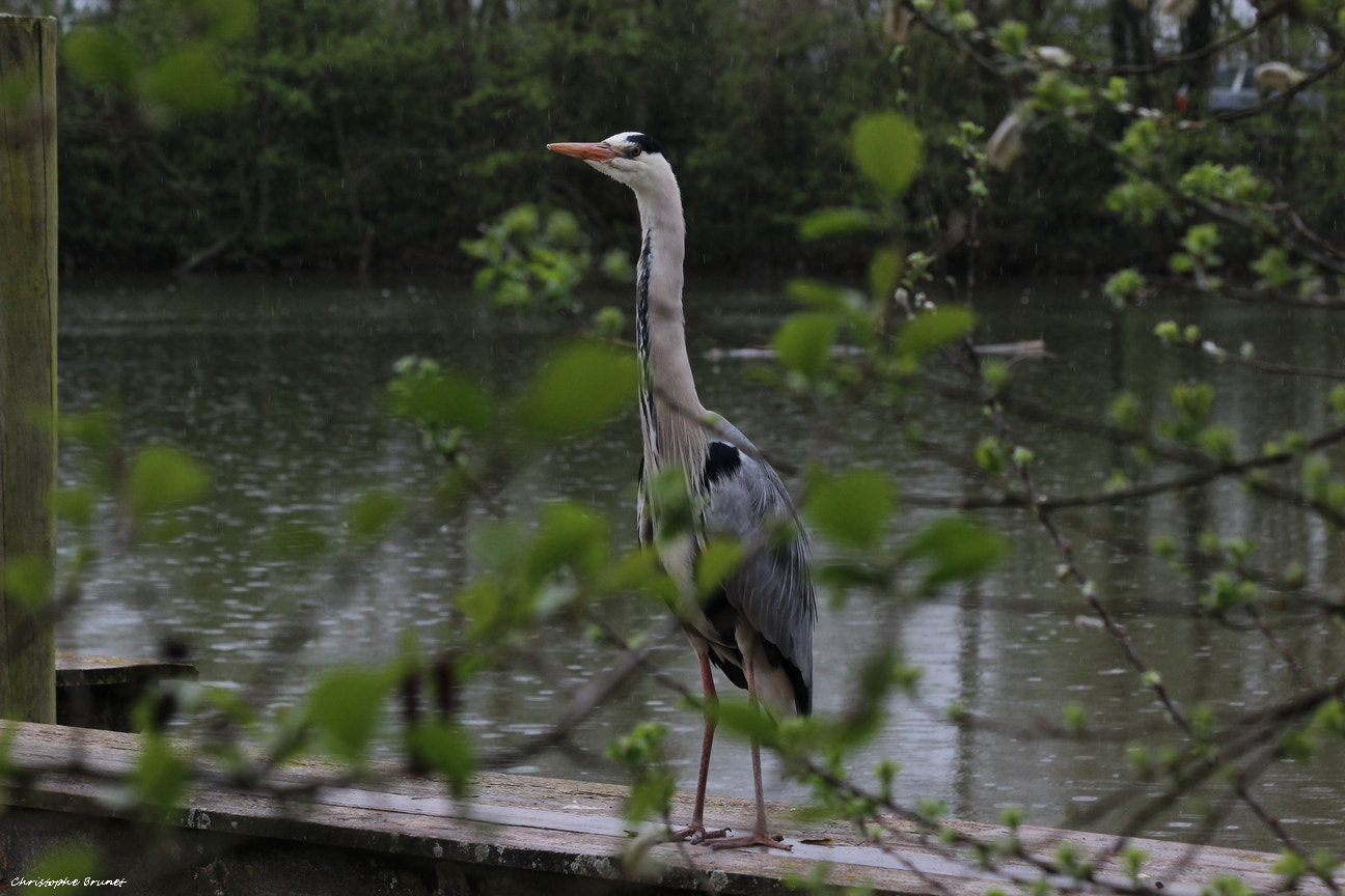 Canon EF 70-300mm F4-5.6 IS USM sample photo. Img photography