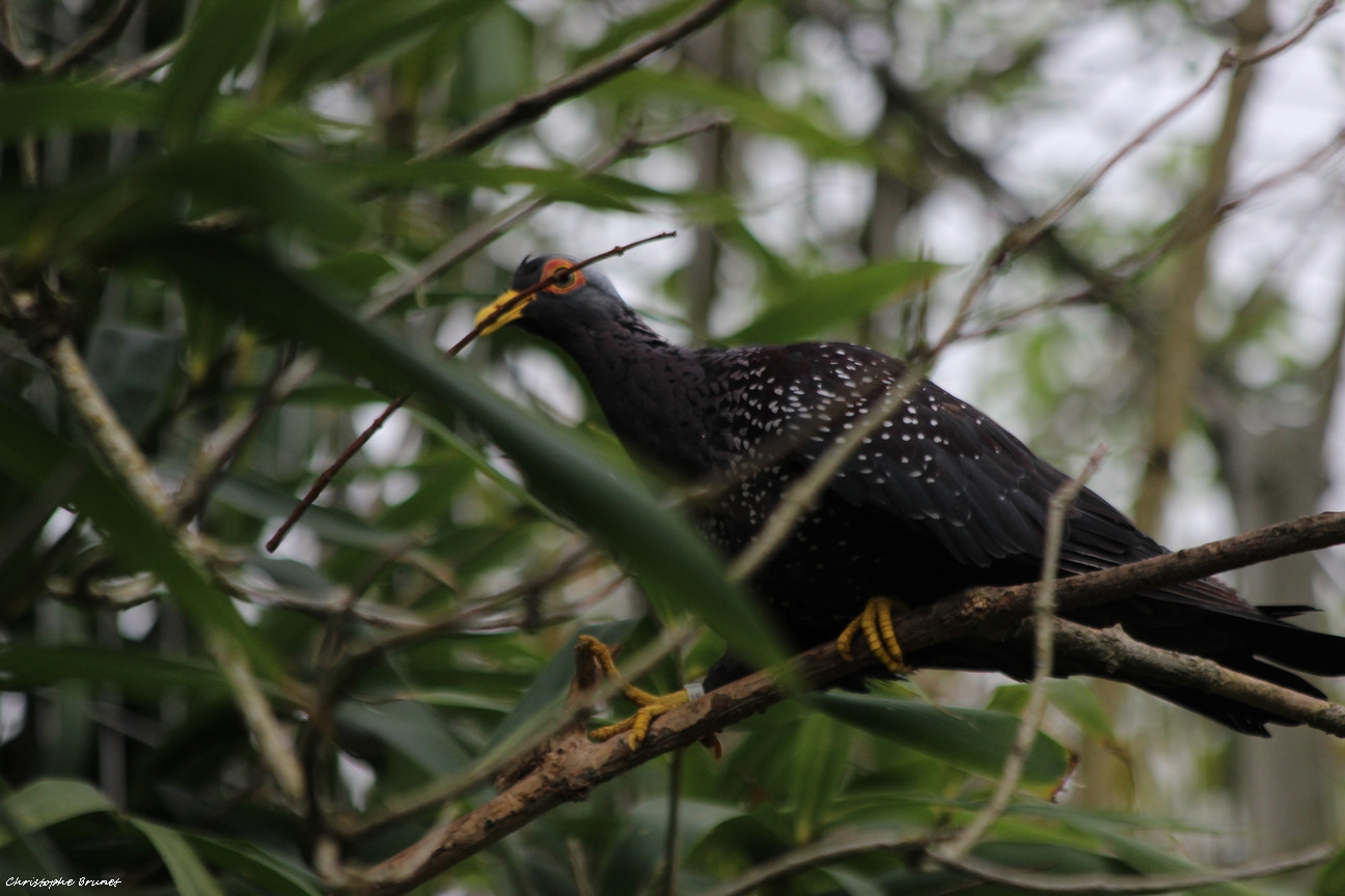 Canon EF 70-300mm F4-5.6 IS USM sample photo. Img photography