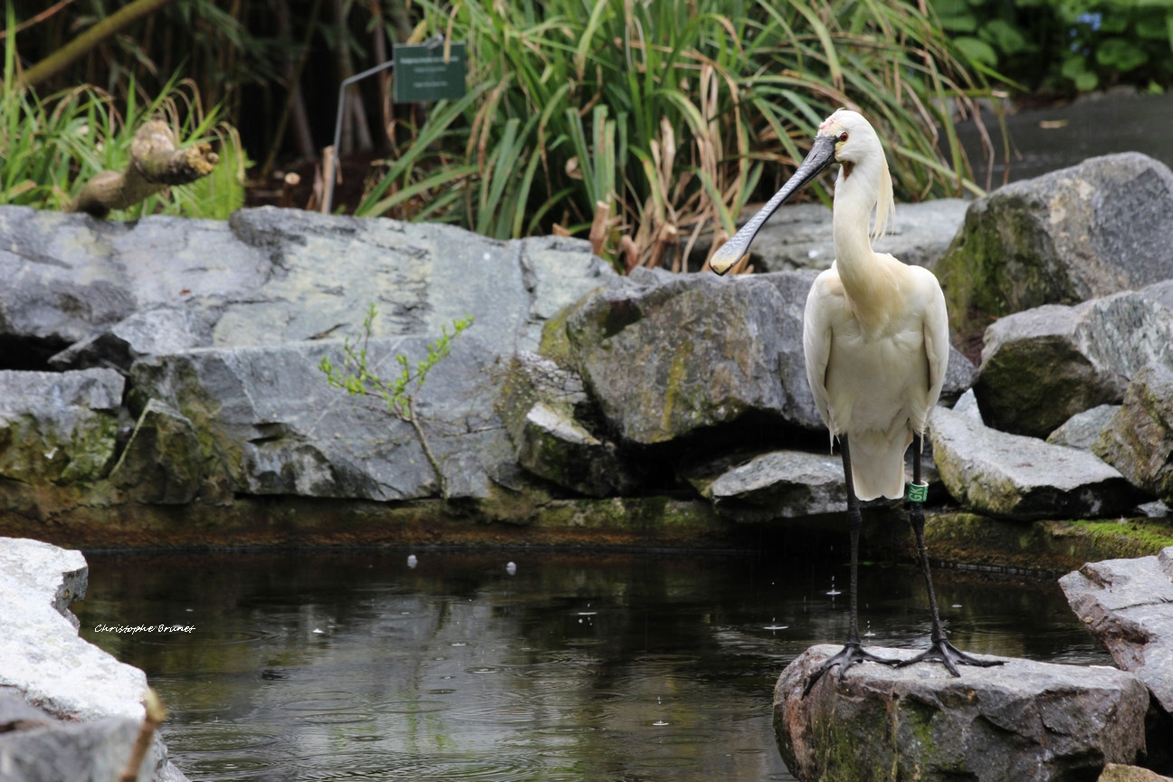Canon EF 70-300mm F4-5.6 IS USM sample photo. Spatule blanche platalea leucorodia photography
