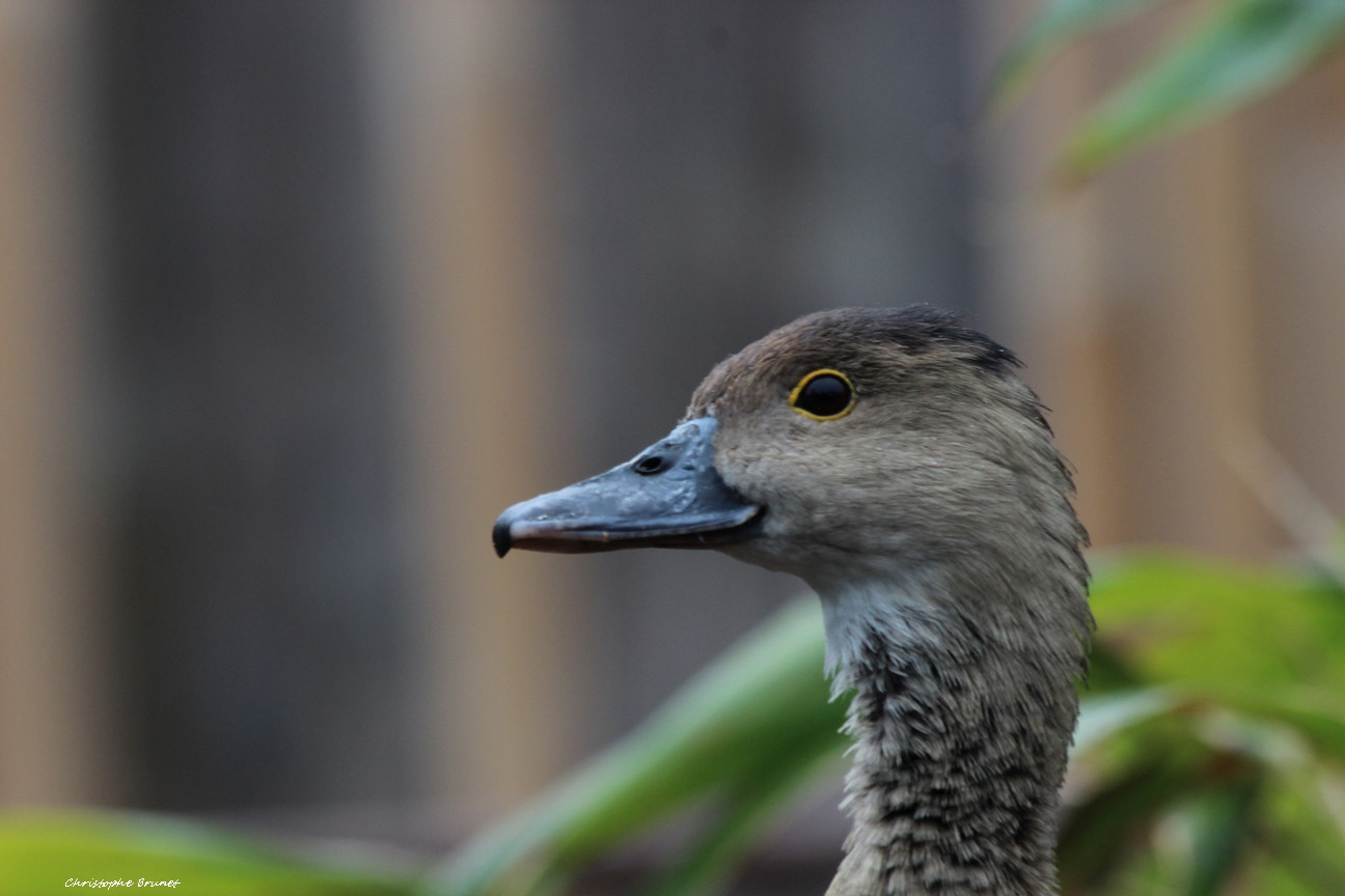 Canon EF 70-300mm F4-5.6 IS USM sample photo. Img photography