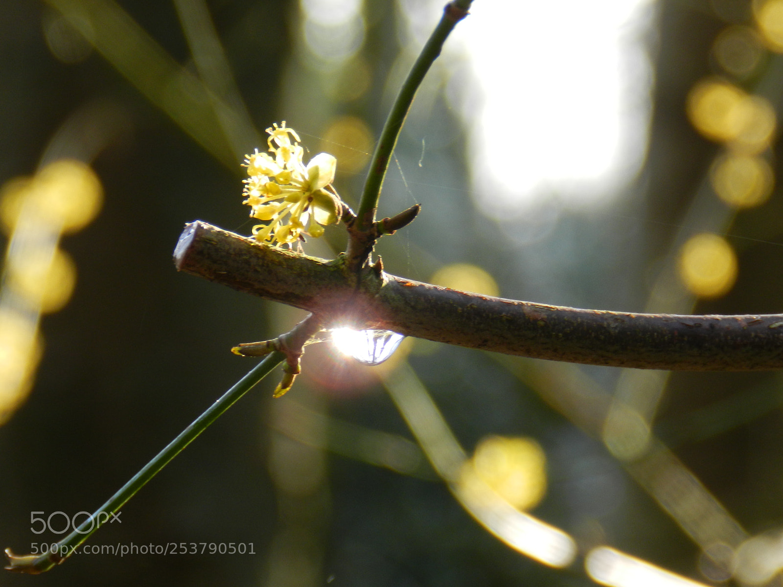 Nikon Coolpix P500 sample photo. Wassertropfen in der morgensonne. photography