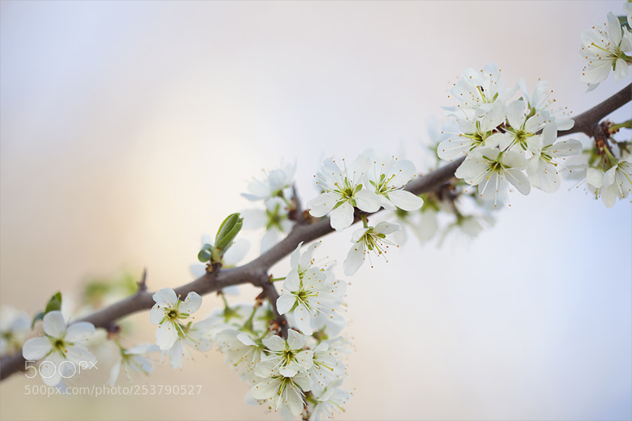 Canon EOS 5D Mark II sample photo. *** photography