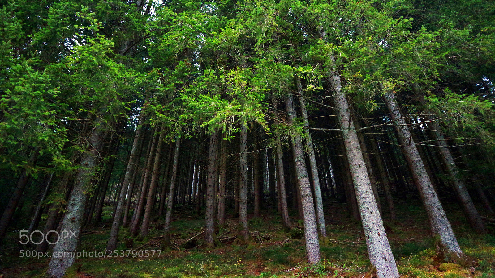 Canon EOS M10 sample photo. Schwarzwald trees photography