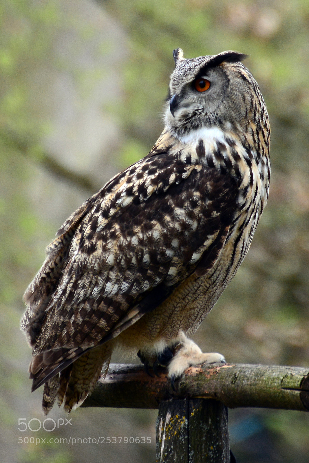 Nikon D7100 sample photo. Tierpark hellabrunn / 15.04.2017 photography