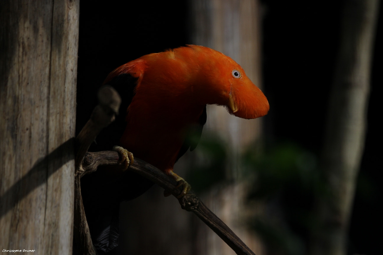 Canon EF 70-300mm F4-5.6 IS USM sample photo. Rupicola rupicola photography