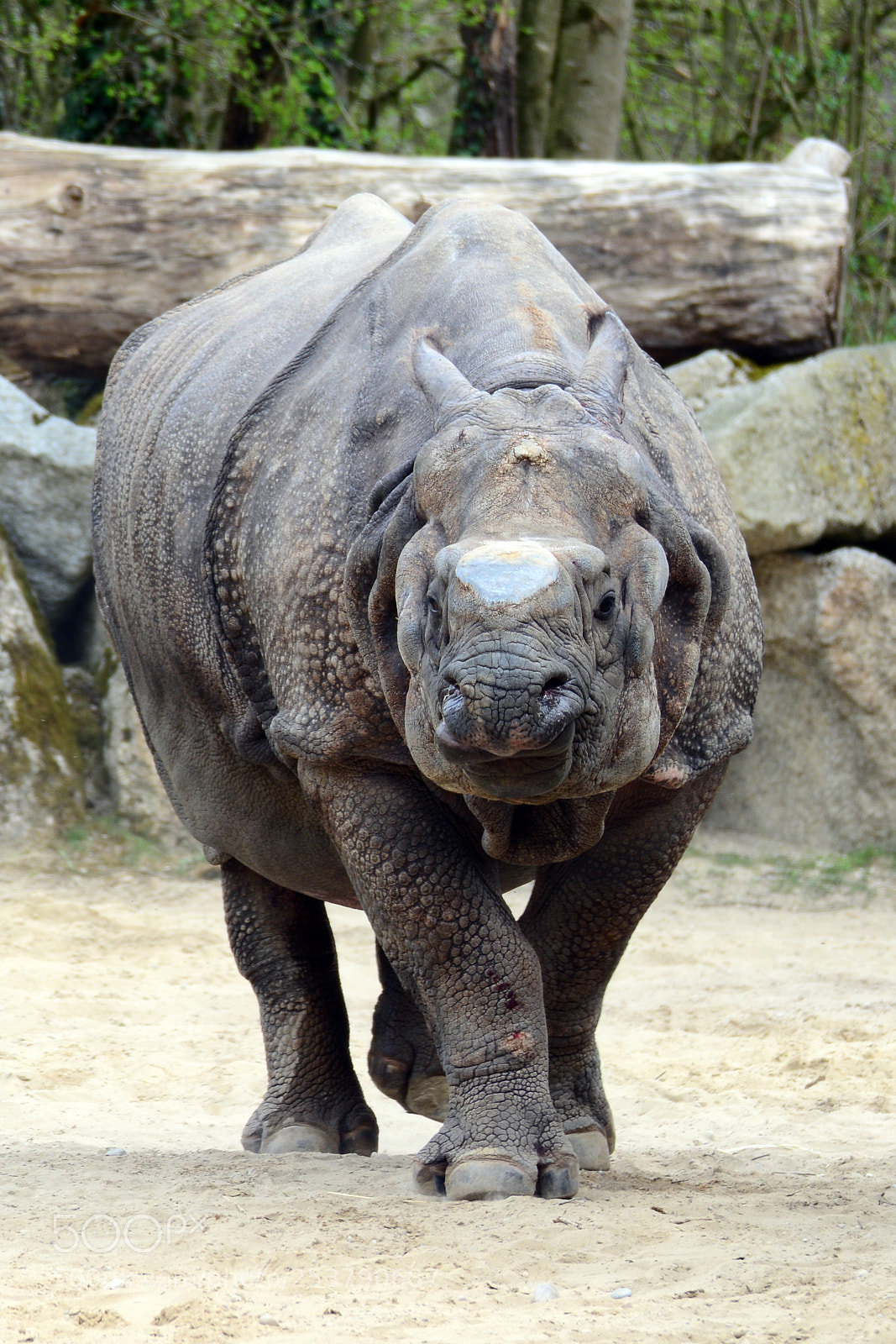 Nikon D7100 sample photo. Tierpark hellabrunn / 15.04.2017 photography
