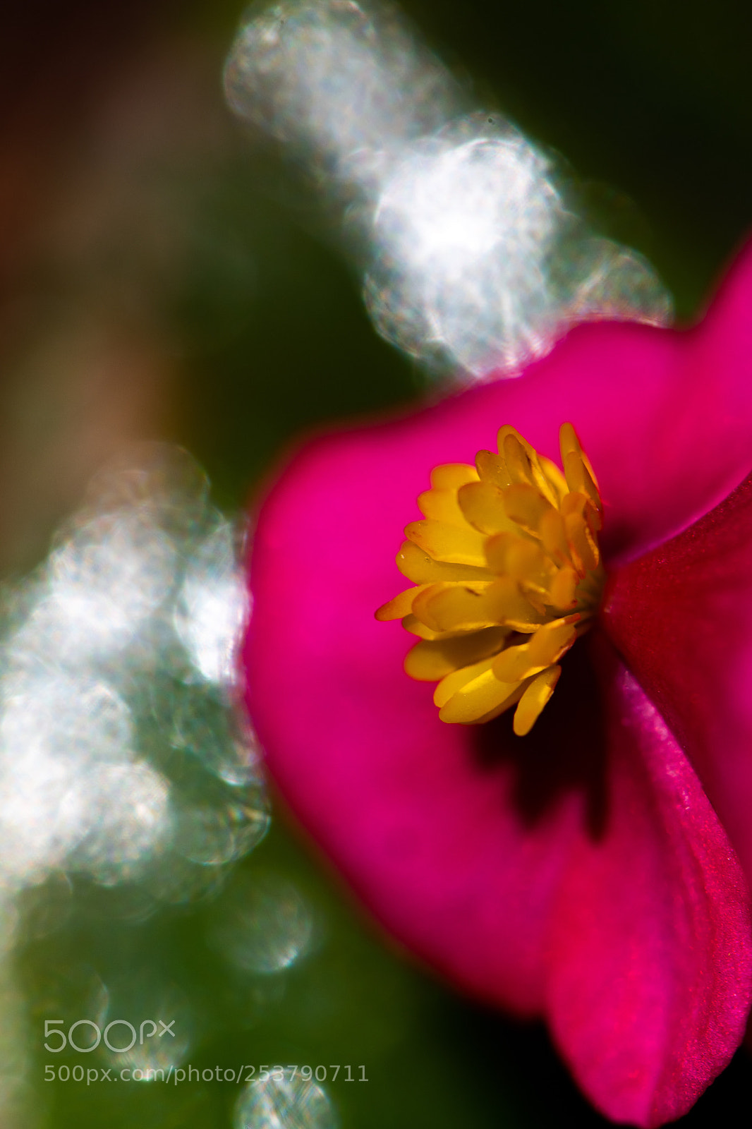 Nikon D500 sample photo. Side light photography