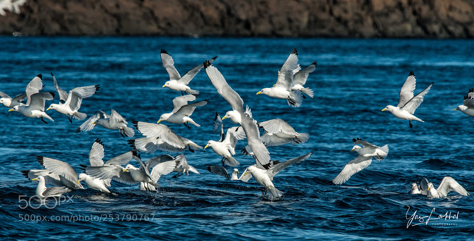 Nikon D500 sample photo. Kittiwakes feeding frenzy photography