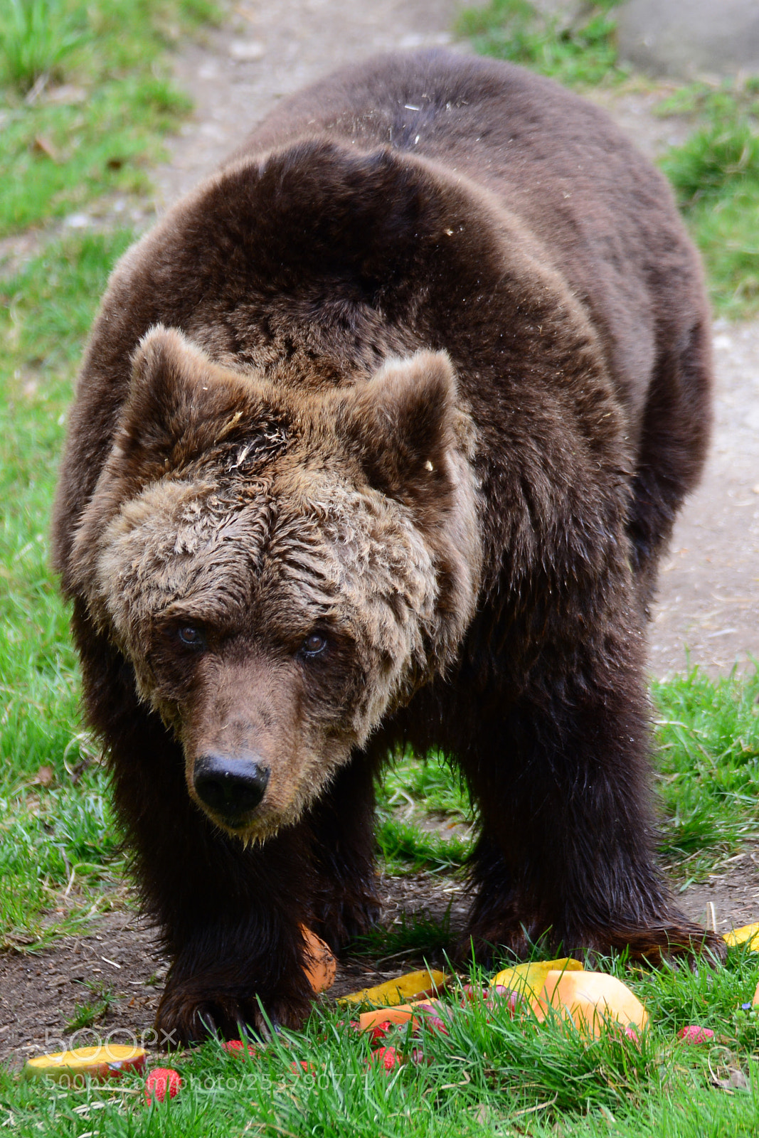 Nikon D7100 sample photo. Tierpark hellabrunn / 15.04.2017 photography