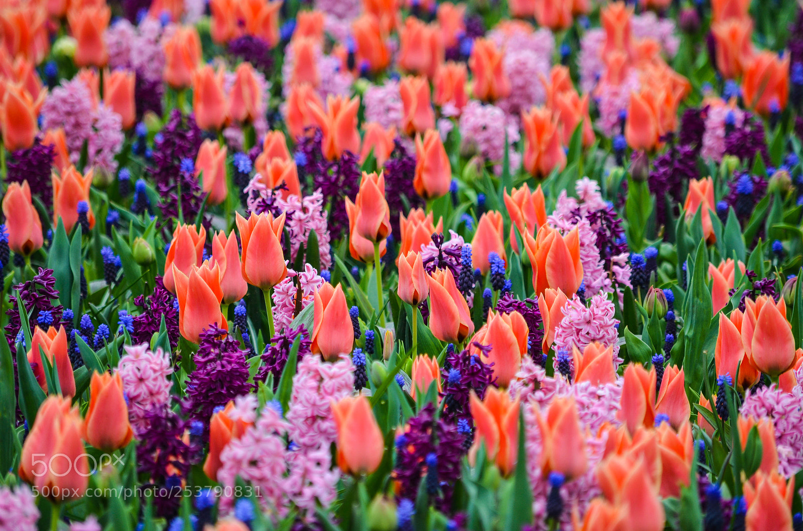 Nikon D5100 sample photo. Colorful photography