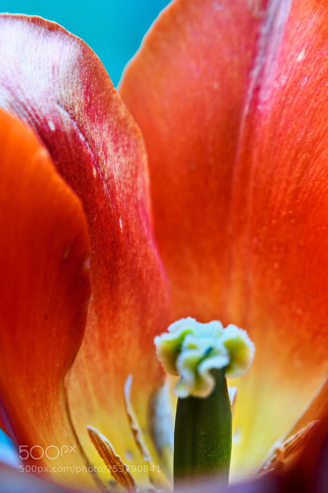 Olympus OM-D E-M5 sample photo. Open petals photography