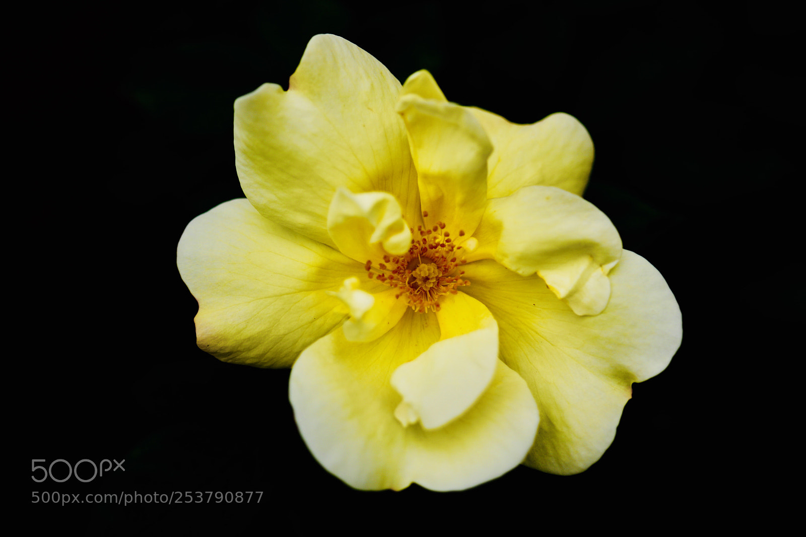 Canon EOS 760D (EOS Rebel T6s / EOS 8000D) sample photo. Yellow mystery  photography